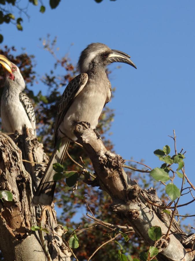 The Silk Road Lodge Hoedspruit Eksteriør billede