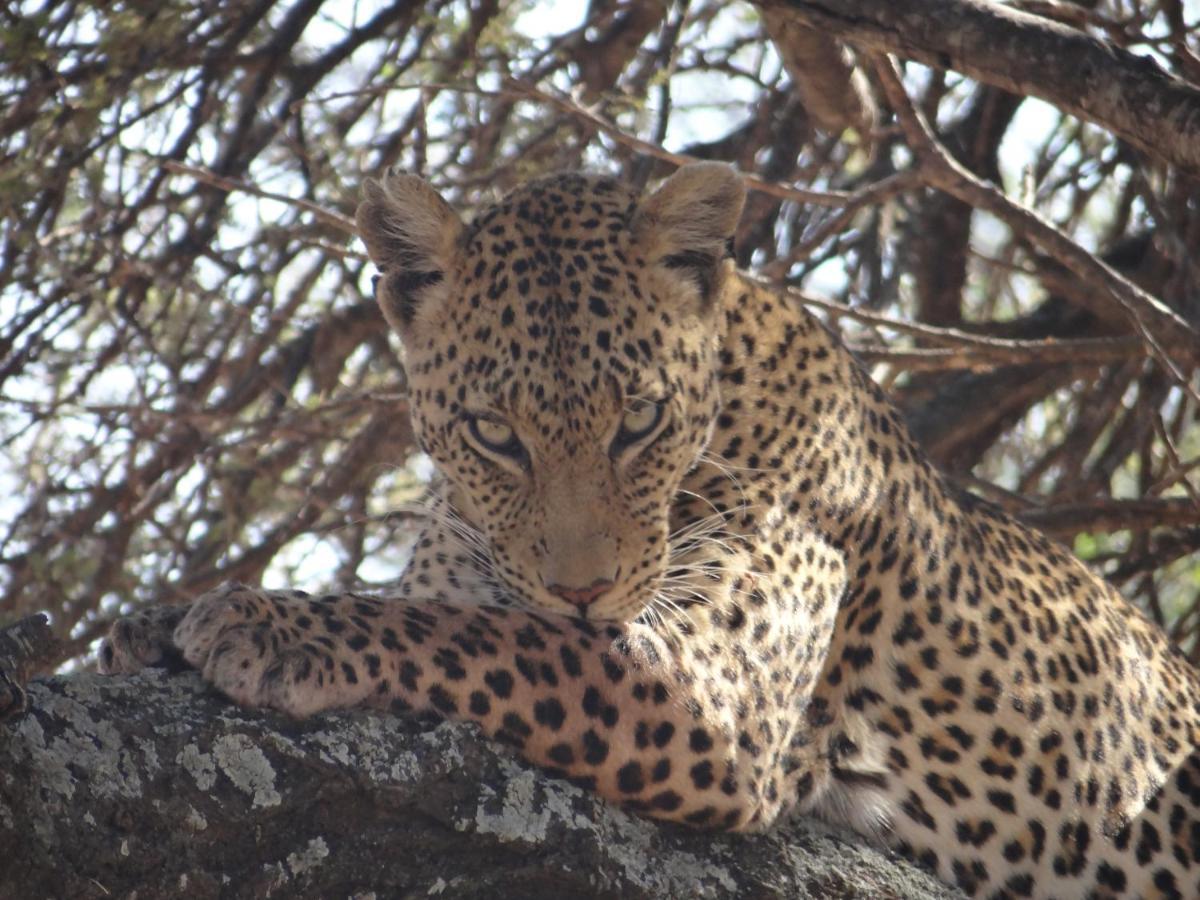 The Silk Road Lodge Hoedspruit Eksteriør billede