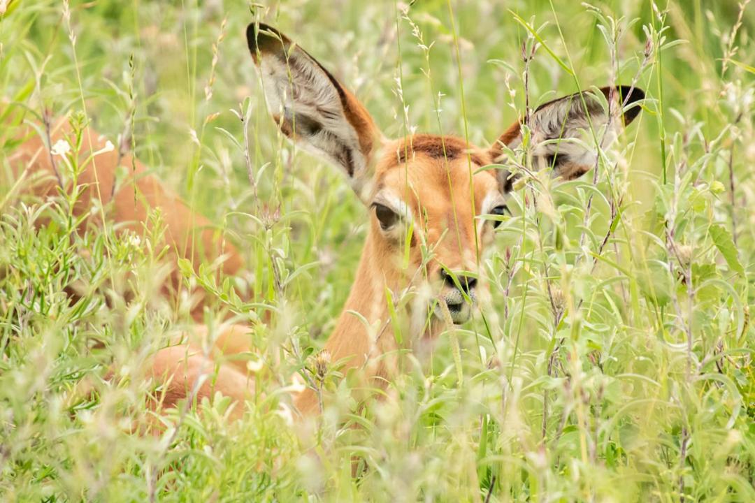 The Silk Road Lodge Hoedspruit Eksteriør billede